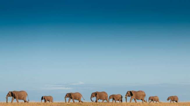 Dalam Tiga Tahun, 100.000 Ekor Gajah Dibunuh di Afrika