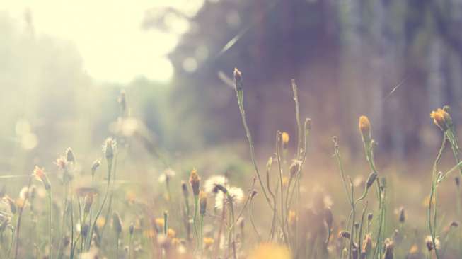 Dandelion Bisa Hasilkan Karet untuk Bahan Baku Ban Kendaraan