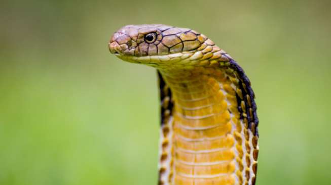 Ilustrasi ular kobra (shutterstock)
