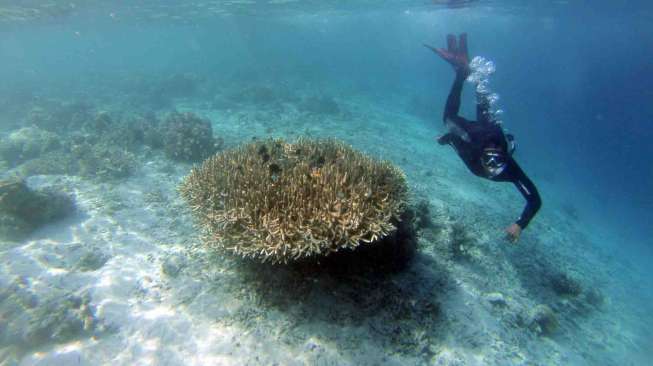 Kawasan Taman Wisata Alam Laut Pulau Moyo, Kecamatan Labuhan Badas, Kabupaten Sumbawa, Provinsi Nusa Tenggara Barat, Senin (25/8). [Antara/Andika Wahyu]