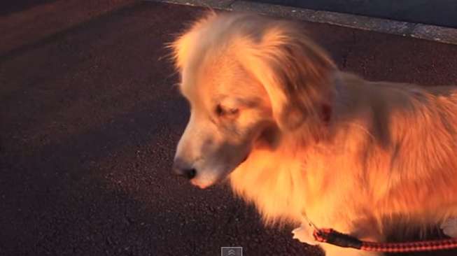 Video: Anjing Ini Mengira Dirinya Ambulans