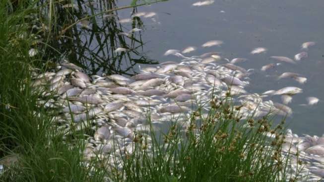 Ribuan Ekor Ikan di Danau Maninjau Mati Mendadak