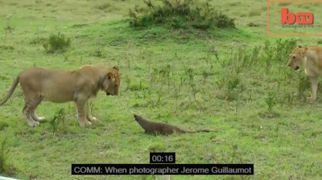 Video: Makhluk Kecil Ini Buat Sekelompok Singa 'Ketar-ketir' 