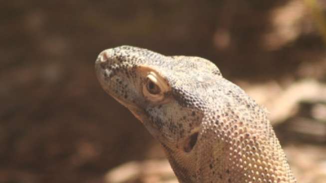 Inilah Satwa Mirip Komodo yang Terlihat di Tol Ancol