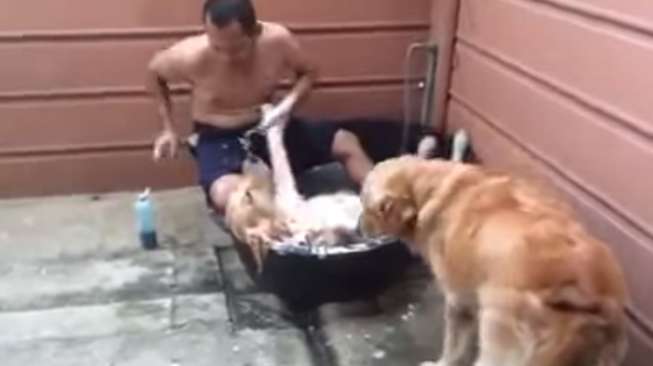 Video: Ingin Manjakan Anjing Anda? Ikutilah Cara ini