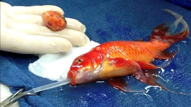 Ikan Mas Kecil Ini Sukses Jalani Operasi Pengangkatan Tumor