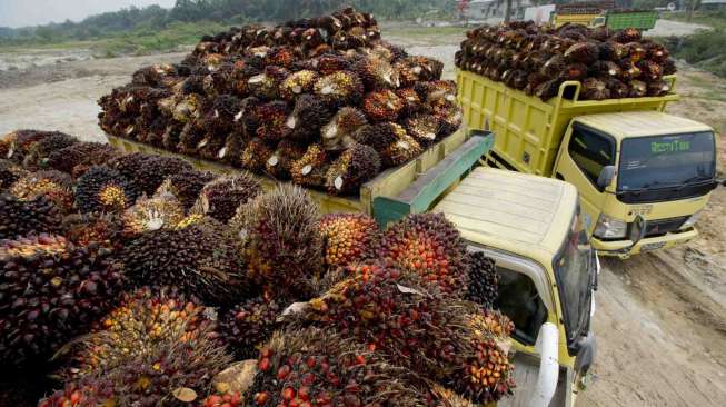 Tertinggi Rp 3.379 per Kg, Ini Daftar Harga Sawit Riau Berdasar Umur
