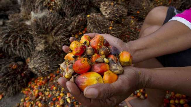Indonesia Disebut Kuasai 58 Persen Pasar Minyak Sawit Dunia