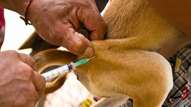 Mendadak Takut Air Dan Embusan Angin, Bocah 6 Tahun Ini Positif Rabies