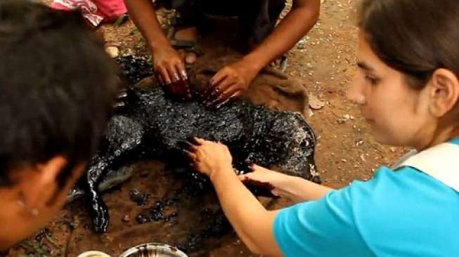 Anjing Malang, Tercebur Aspal Lalu Membeku