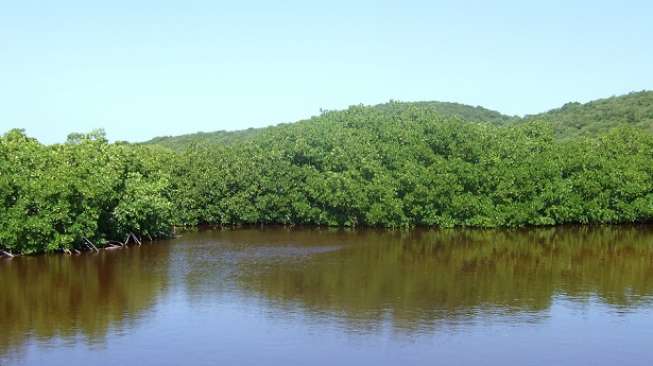 Peringati Hari Pohon, Pupuk Indonesia Tanam 5.500 Mangrove