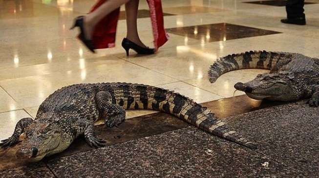 Ada Buaya Hidup Berkeliaran di Lantai Rumah Makan Ini