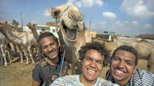 Unik! Diajak Selfie, Unta Ini Tersenyum Lebar