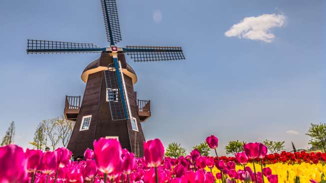 Belanda dikenal sebagai Negeri Kincir Angin. (Sumber: Shutterstock)