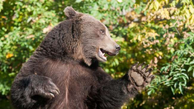 Petinju Rusia Duel Lawan Beruang hingga KO, Kondisinya Mengenaskan