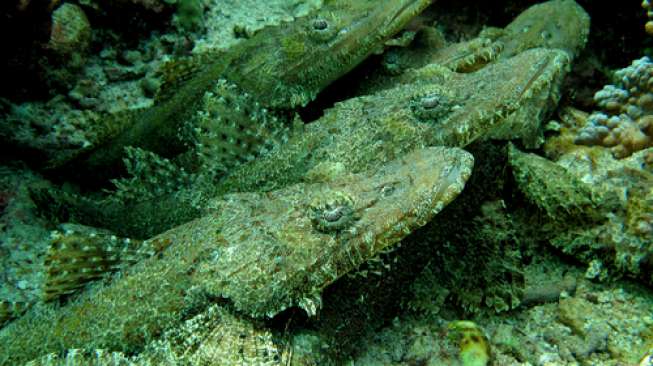 Studi: Ikan Menciptakan Hubungan Seksual