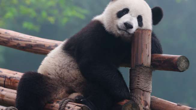 Panda raksasa [Shutterstock]