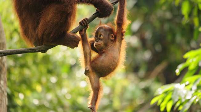 Pentingnya Program Konservasi Orangutan, Disebut Bisa Turunkan Potensi Konflik Antara Orangutan dengan Manusia