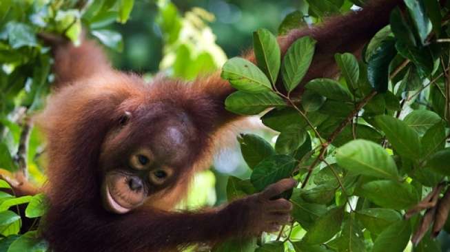 Populasi Orangutan Berkurang 75 Persen