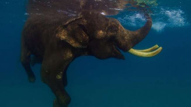 Hebat, Gajah Ini Jago Berenang di Laut