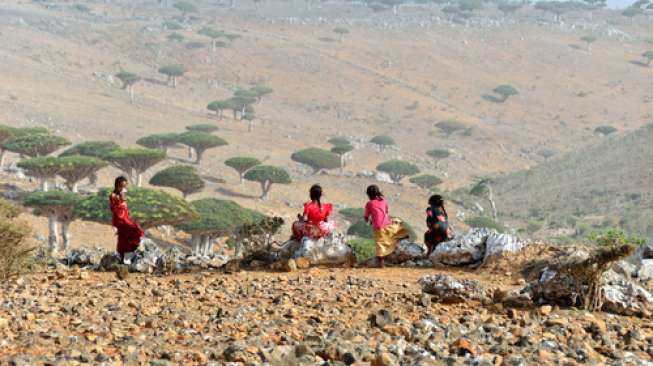 Socotra, Dunia yang Hilang di Yaman