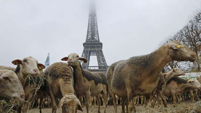 Peternak Giring Ratusan Domba ke Menara Eiffel