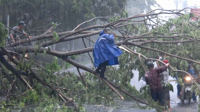 Pohon Berusia 200 Tahun "Memakan" Korban, 13 Orang Tewas