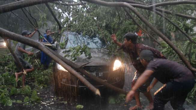 Angin Kencang, Ini Lokasi Pohon Tumbang di Jakarta