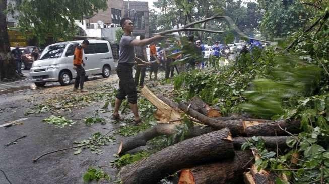 Hujan Petir Akibatkan Pohon Tumbang di Bogor