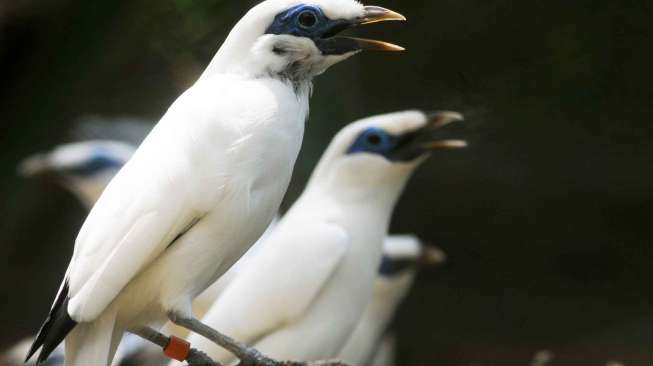 Ada 416 Jenis Burung Langka Hidup Di Indonesia