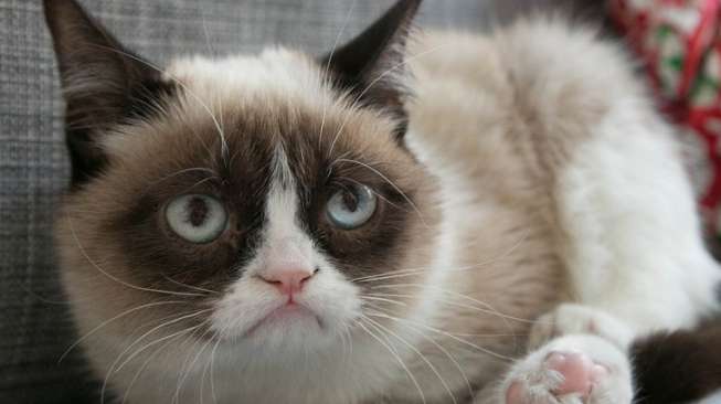 Penghasilan Kucing Ini Lebih Besar dari Nicole Kidman