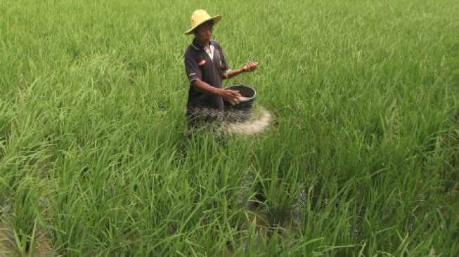 Seorang petani menebar pupuk di areal sawah Kelurahan Karang Malang, Jawa Barat. (Antara/Dedhez Anggara)