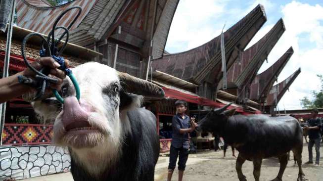 Upacara Rambu Solo merupakan ritual adat sebagai penghormatan terakhir orang tercinta yang telah meninggal dunia. 