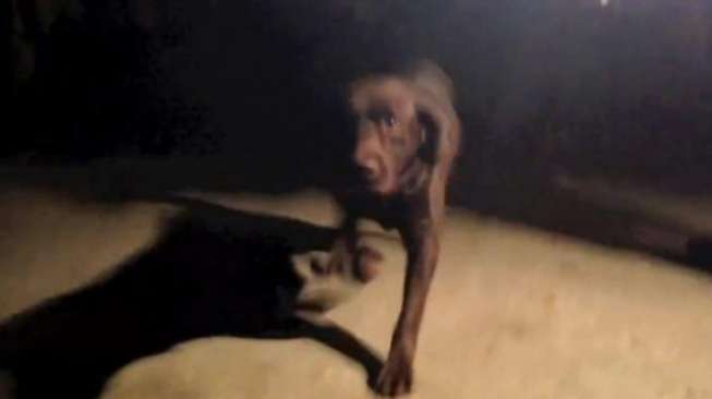 Anjing Labrador Selamatkan Manusia dari Kebakaran