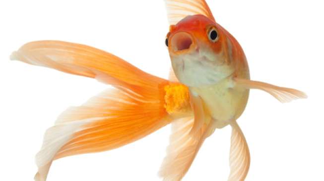 6 Racikan Umpan Ikan Mas Buatan Sendiri