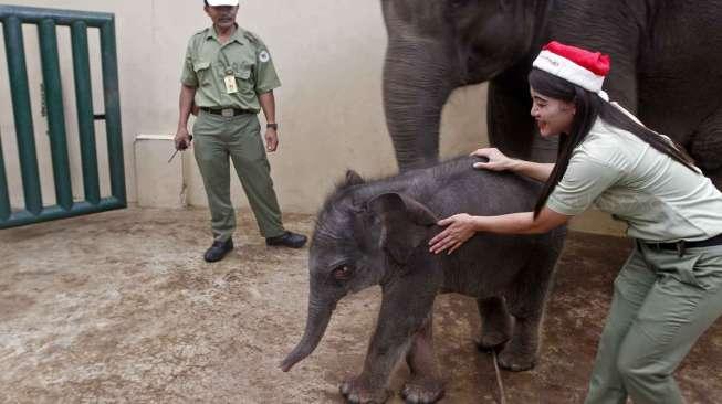 Anak Gajah Bernama Jokowi