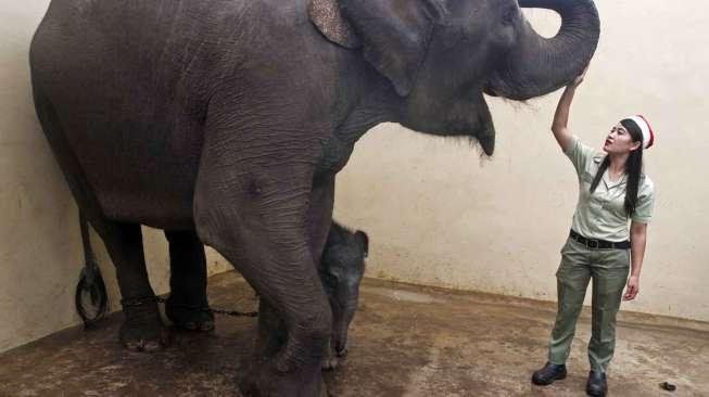 Anak Gajah Bernama Jokowi