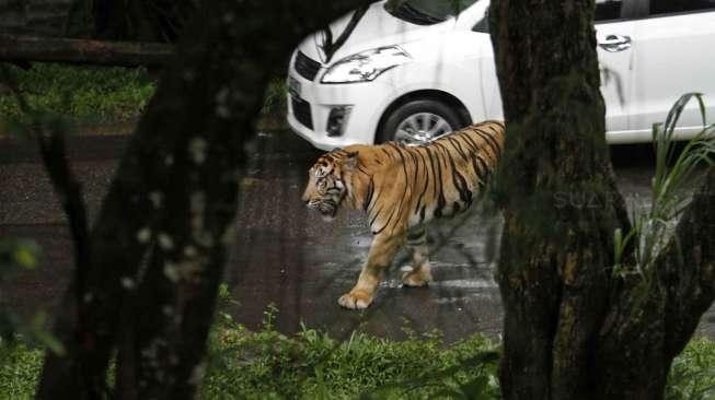 Panduan Wisata Taman Safari Bogor, Cek Fasilitas dan Harga Tiketnya