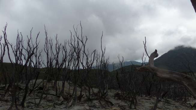 Kebakaran Hutan Papandayan Capai Dua Hektare