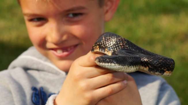 Anak Pelihara Reptil Rentan Terinfeksi Salmonella