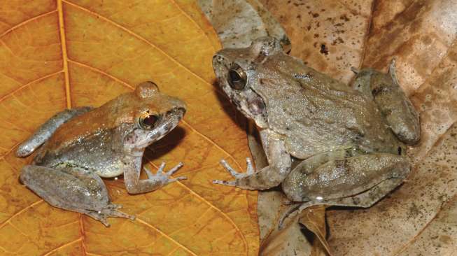 Katak Bertaring dari Sulawesi Tidak Bertelur Tapi Melahirkan