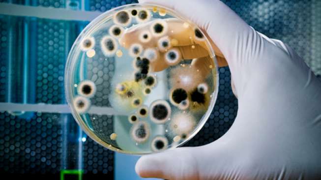 Ilustrasi bakteri. (Shutterstock)
