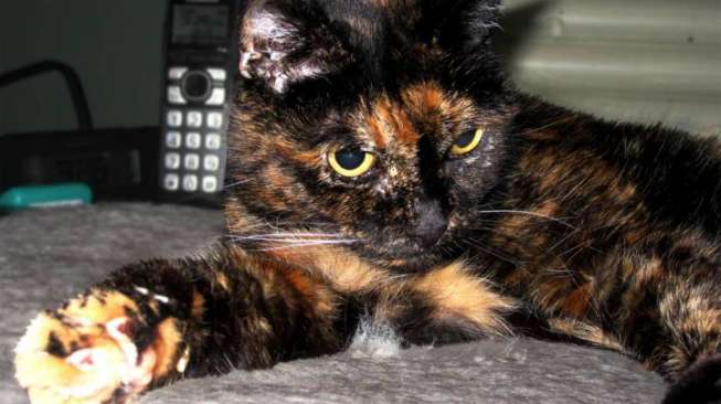 Ini Kucing Tertua di Dunia, Umurnya 121 Tahun