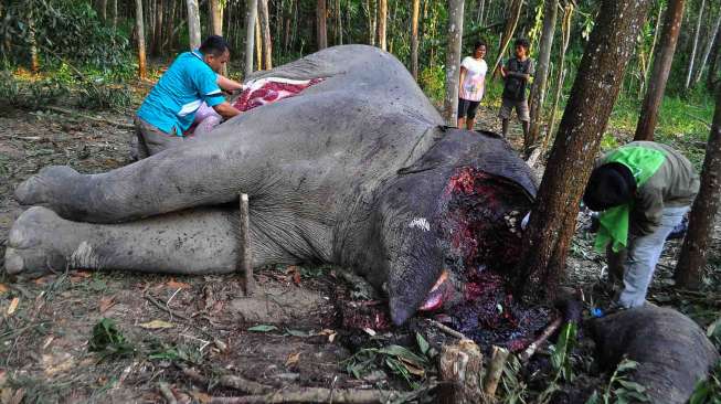 Rekonstruksi Pembantaian Gajah