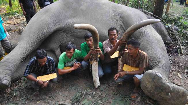 Polda Riau menangkap delapan tersangka pemburu gading gajah yang telah membantai sedikitnya enam gajah Sumatera.