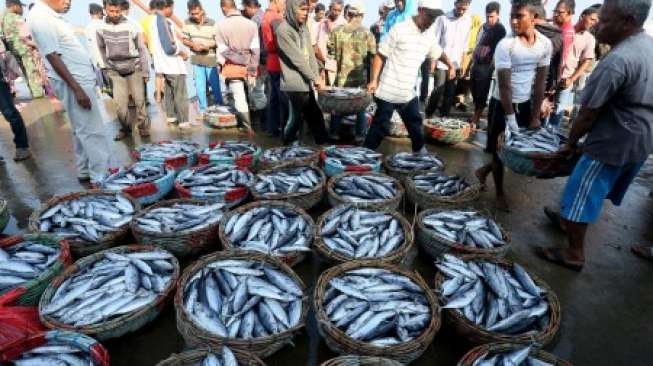 Di Daerah Ini, Ikan Kakap Dijual Rp300 Ribu per Ekor