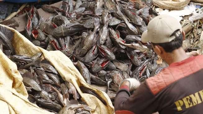 Sejumlah oknum menggunakan ikan sapu-sapu Ciliwung sebagai bahan dasar siomay, bakso, otak-otak hingga kerupuk siap saji.