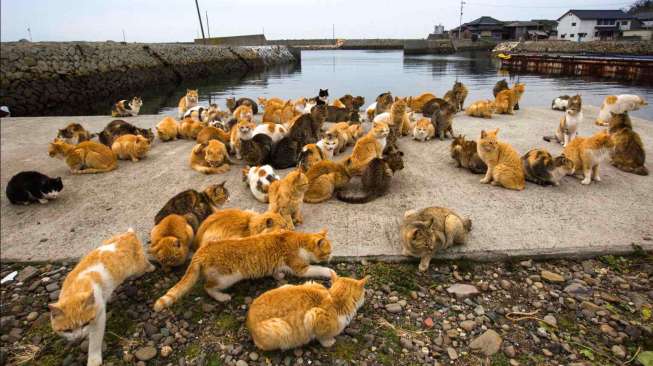 Gerombolan besar kucing tampak berjemur dan bermalasan-malasan di kawasan dermaga Pulau Aoshima di Prefektur Ehime, sebelah selatan Jepang, akhir Februari 2015 lalu. [Reuters/Thomas Peter]