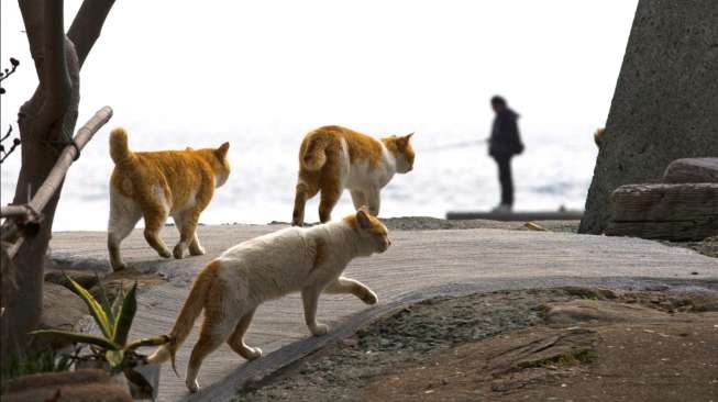 Beberapa ekor kucing tampak berjalan di kawasan dermaga Pulau Aoshima di Prefektur Ehime, sebelah selatan Jepang, akhir Februari 2015 lalu. [Reuters/Thomas Peter]