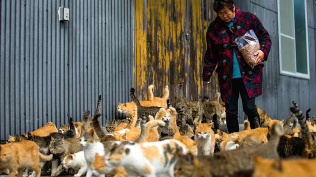 Gerombolan besar kucing mengerumuni petugas yang juga perawat desa, Atsuko Ogata, yang membawa sekantong makanan kucing di Pulau Aoshima, Jepang, akhir Februari 2015 lalu. [Reuters/Thomas Peter]